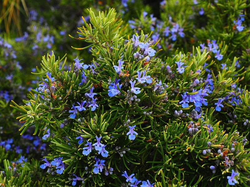Aromatic Plants