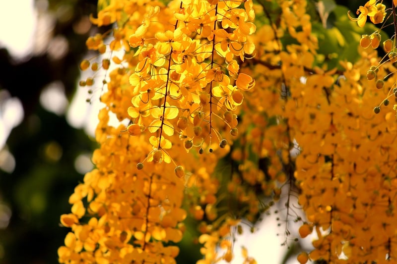Hanging Garden