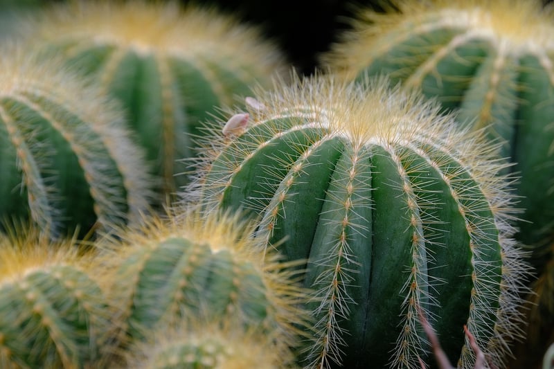 Succulent Garden Inspiration